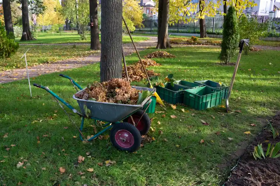 Reliable Yard Cleanup